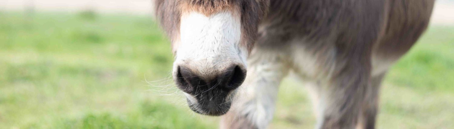 La Ferme du Petit Stocky