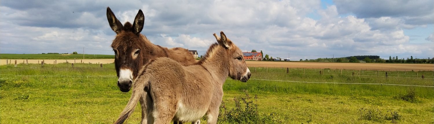 La Ferme du Petit Stocky